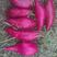 新疆绿源种植农民合作社种植的红薯，紫薯系列
