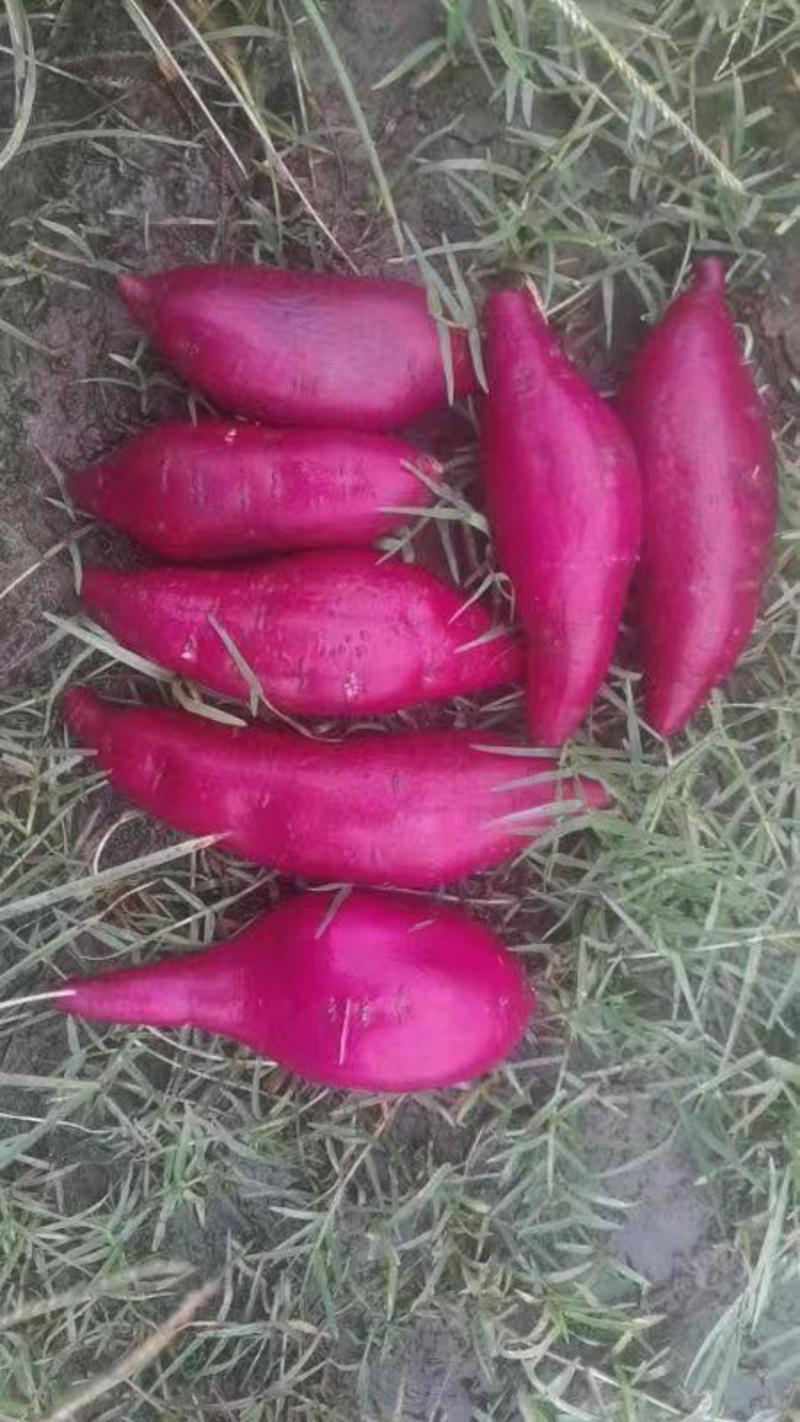 新疆绿源种植农民合作社种植的红薯，紫薯系列