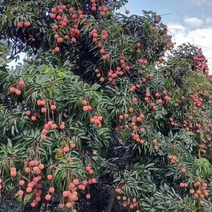 广州从化荔枝