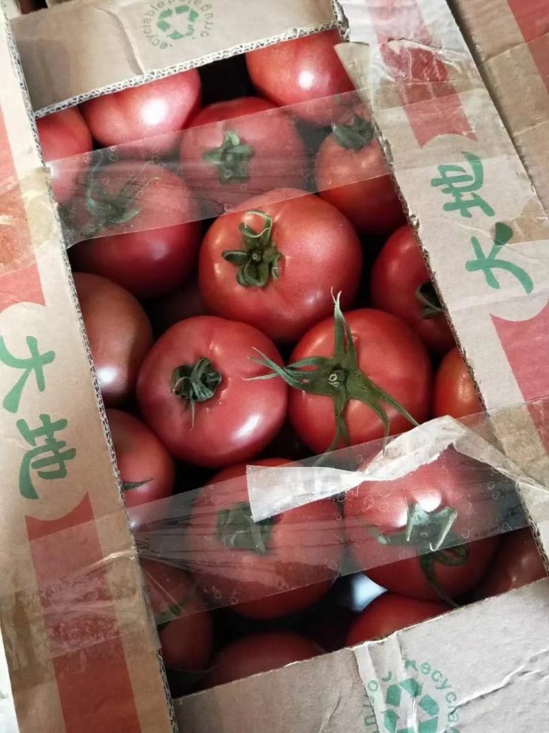 山东精品热卖西红柿茄果西红柿硬粉西红柿对接电商