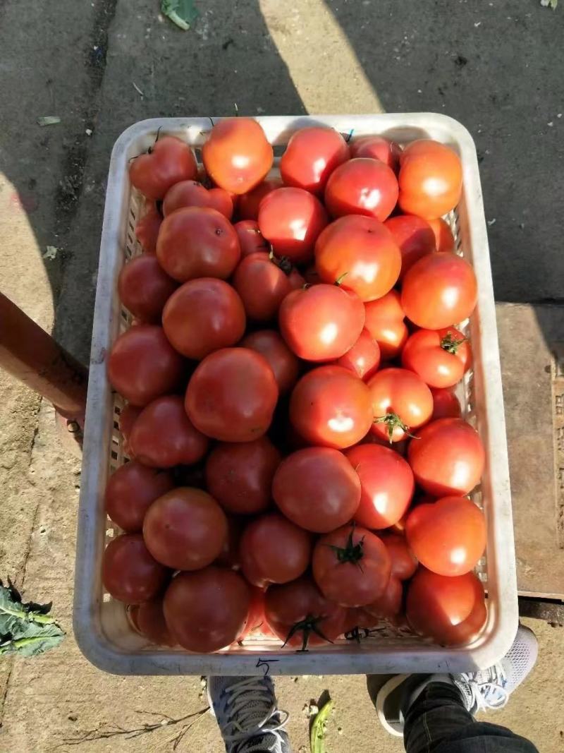 山东精品热卖西红柿茄果西红柿硬粉西红柿对接电商