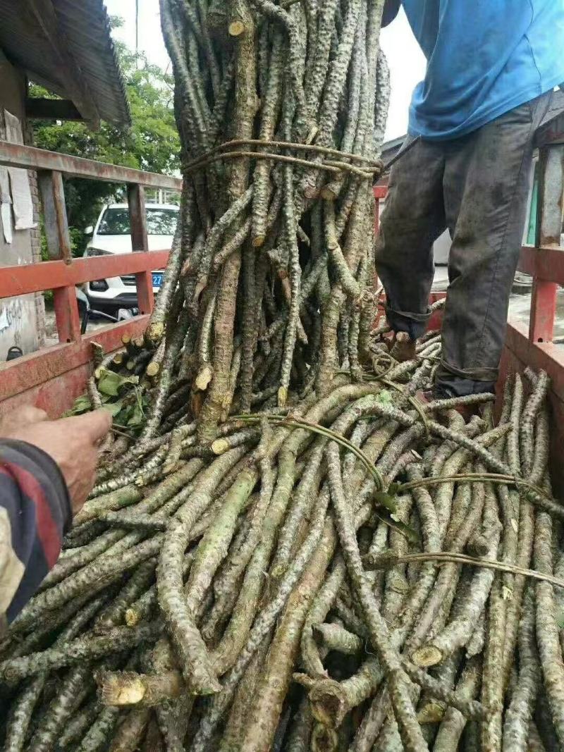 新鲜黑苦藤产地直发一手货源跑江湖摆摊展销会欢迎来电