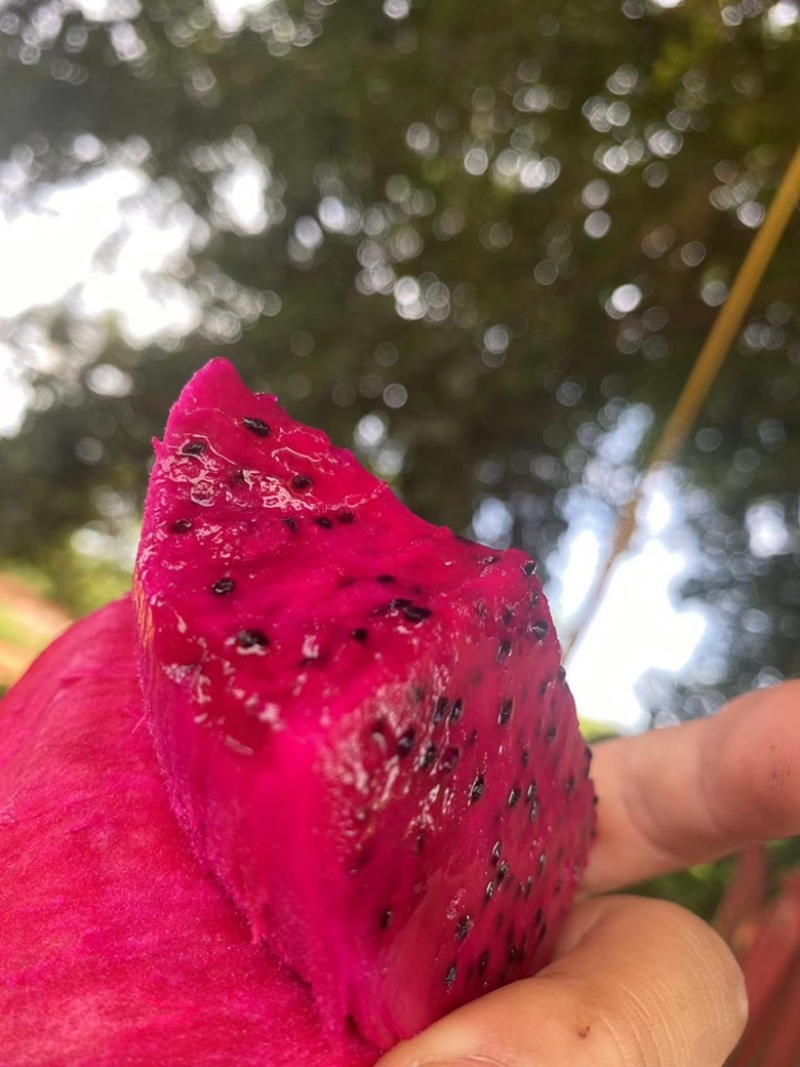 广东精品火龙果，，一手货源，诚信合作，欢迎各位前来选购！