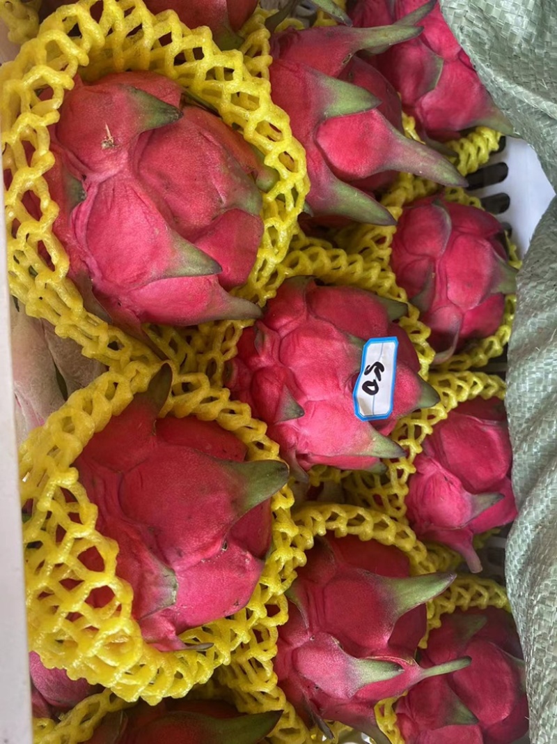 广东精品火龙果，，一手货源，诚信合作，欢迎各位前来选购！