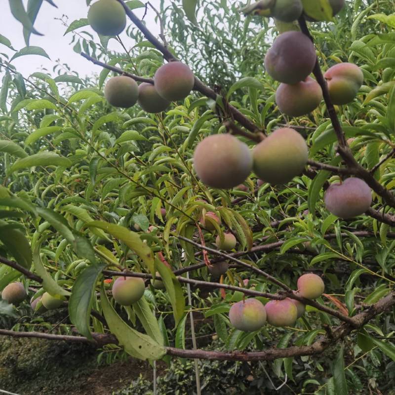 四川半边红茵红李脆甜爽口，李子离核果园直销