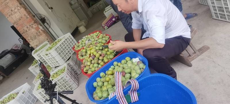 四川半边红茵红李脆甜爽口，李子离核果园直销