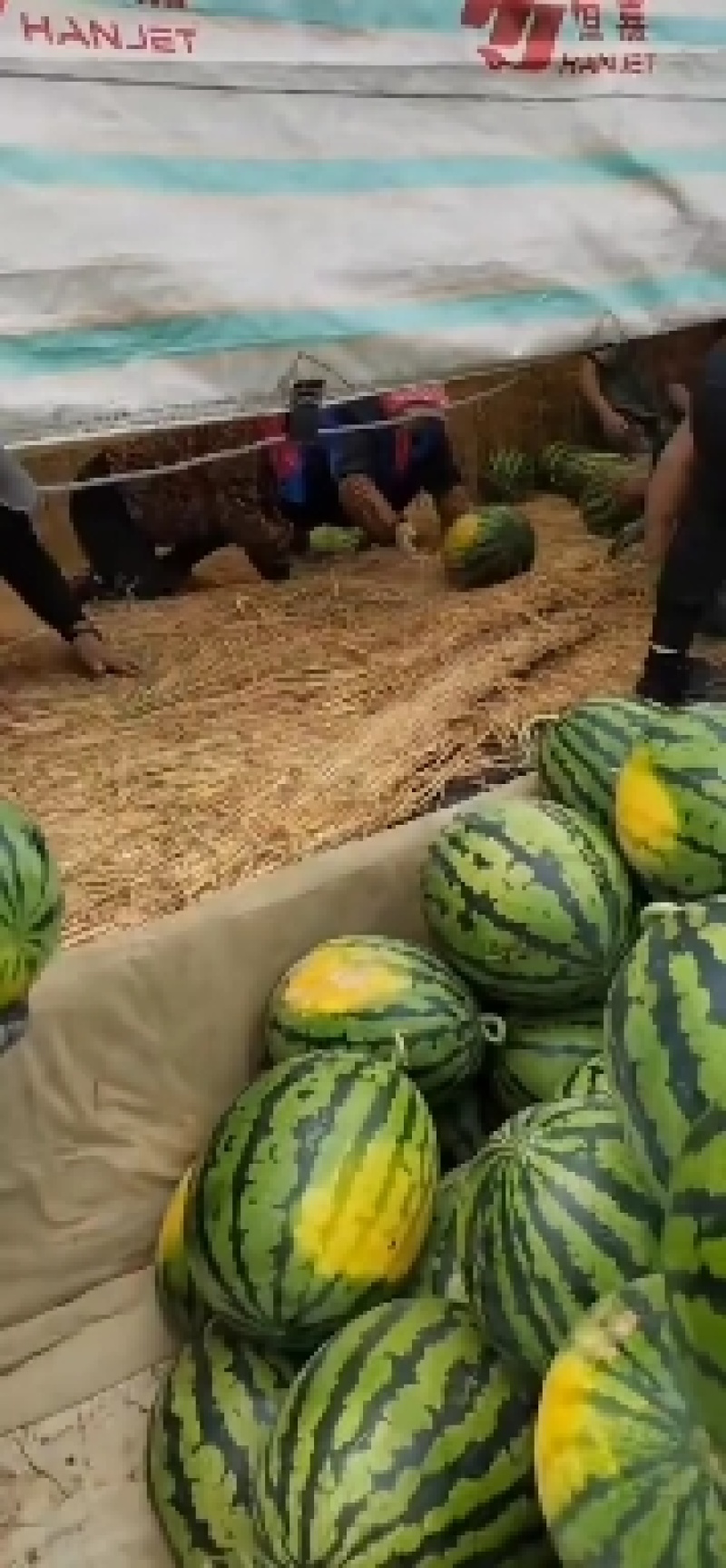 凌海市陆地大棚西瓜种植面积大基地直发全国供应货源充足