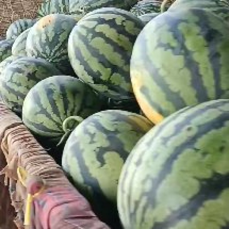 凌海市陆地大棚西瓜种植面积大基地直发全国供应货源充足