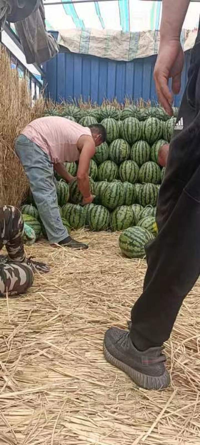 凌海市陆地大棚西瓜种植面积大基地直发全国供应货源充足