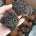俄罗斯桦树茸精品切块，黑皮切块。可代发