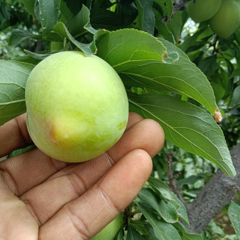 河北保定易县狼牙山大石早生，一手货源价格美丽地头看货