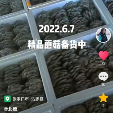 沽源县差季节蘑菇上市中