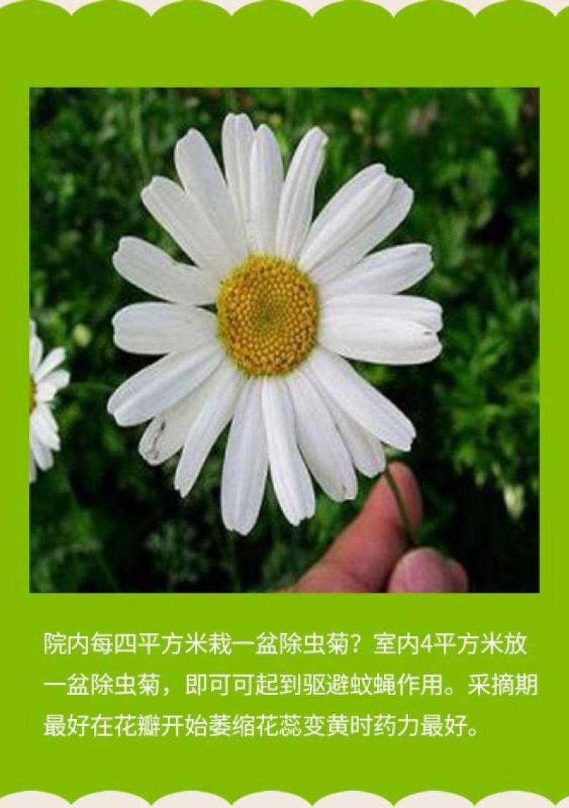 除虫菊种子多年生耐寒植物驱蚊盆栽阳台公园庭院春季四季