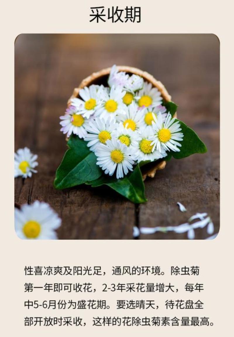除虫菊种子多年生耐寒植物驱蚊盆栽阳台公园庭院春季四季