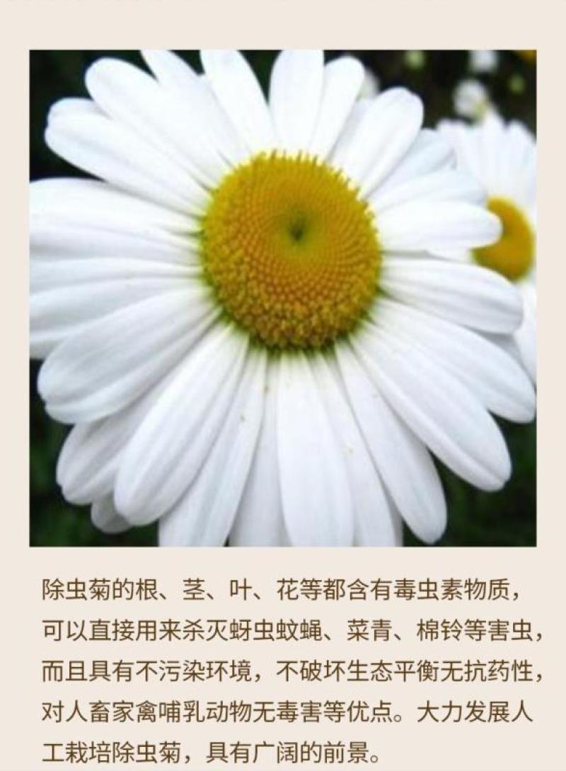 除虫菊种子多年生耐寒植物驱蚊盆栽阳台公园庭院春季四季