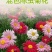 除虫菊种子多年生耐寒植物驱蚊盆栽阳台公园庭院春季四季