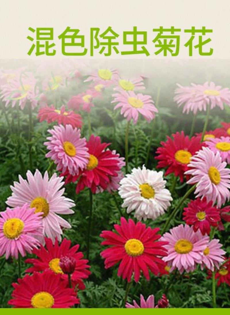 除虫菊种子多年生耐寒植物驱蚊盆栽阳台公园庭院春季四季