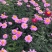 除虫菊种子多年生耐寒植物驱蚊盆栽阳台公园庭院春季四季