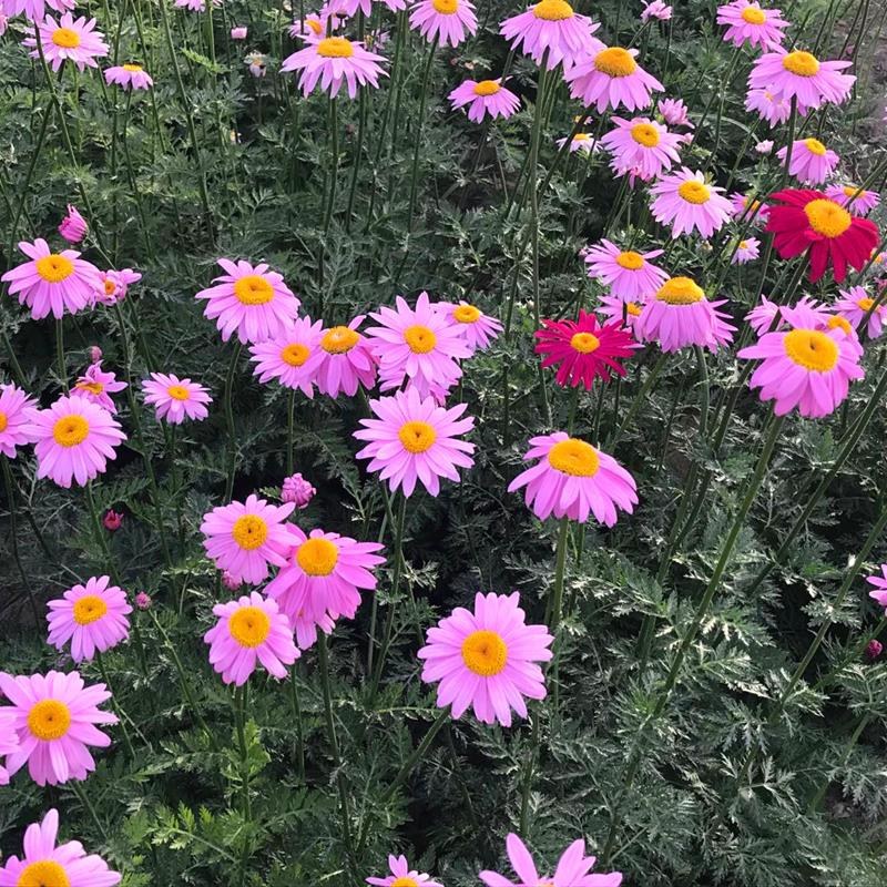 除虫菊种子多年生耐寒植物驱蚊盆栽阳台公园庭院春季四季