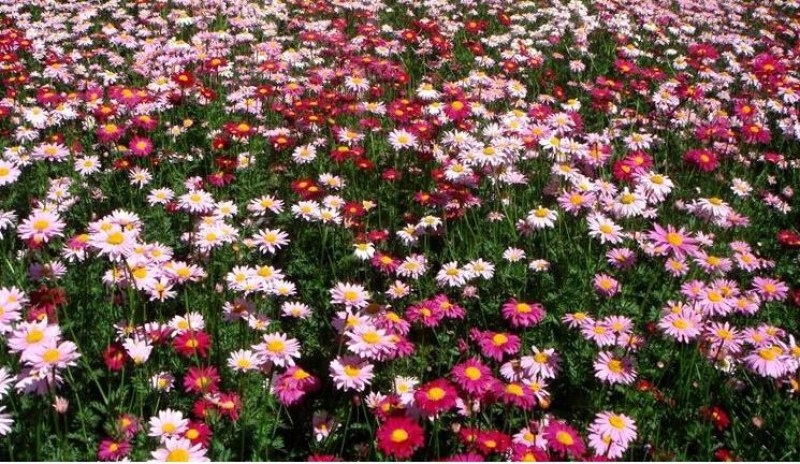 除虫菊种子多年生耐寒植物驱蚊盆栽阳台公园庭院春季四季