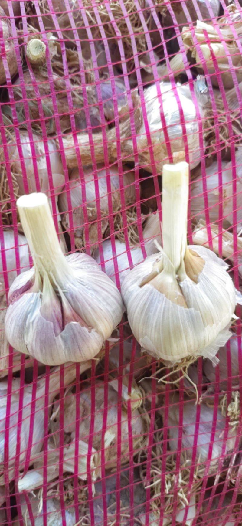 江苏丰县优质川蒜，香蒜，正月早，二水早蒜