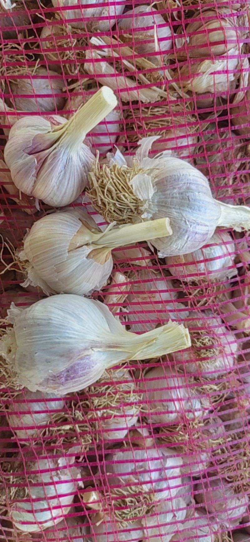 江苏丰县优质川蒜，香蒜，正月早，二水早蒜