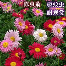 除虫菊种子多年生耐寒植物驱蚊盆栽阳台公园庭院春季四季