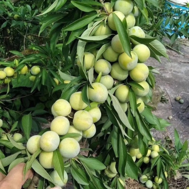 自家果园青脆李子，一件代发，一手货源，欢迎各位老板实地考