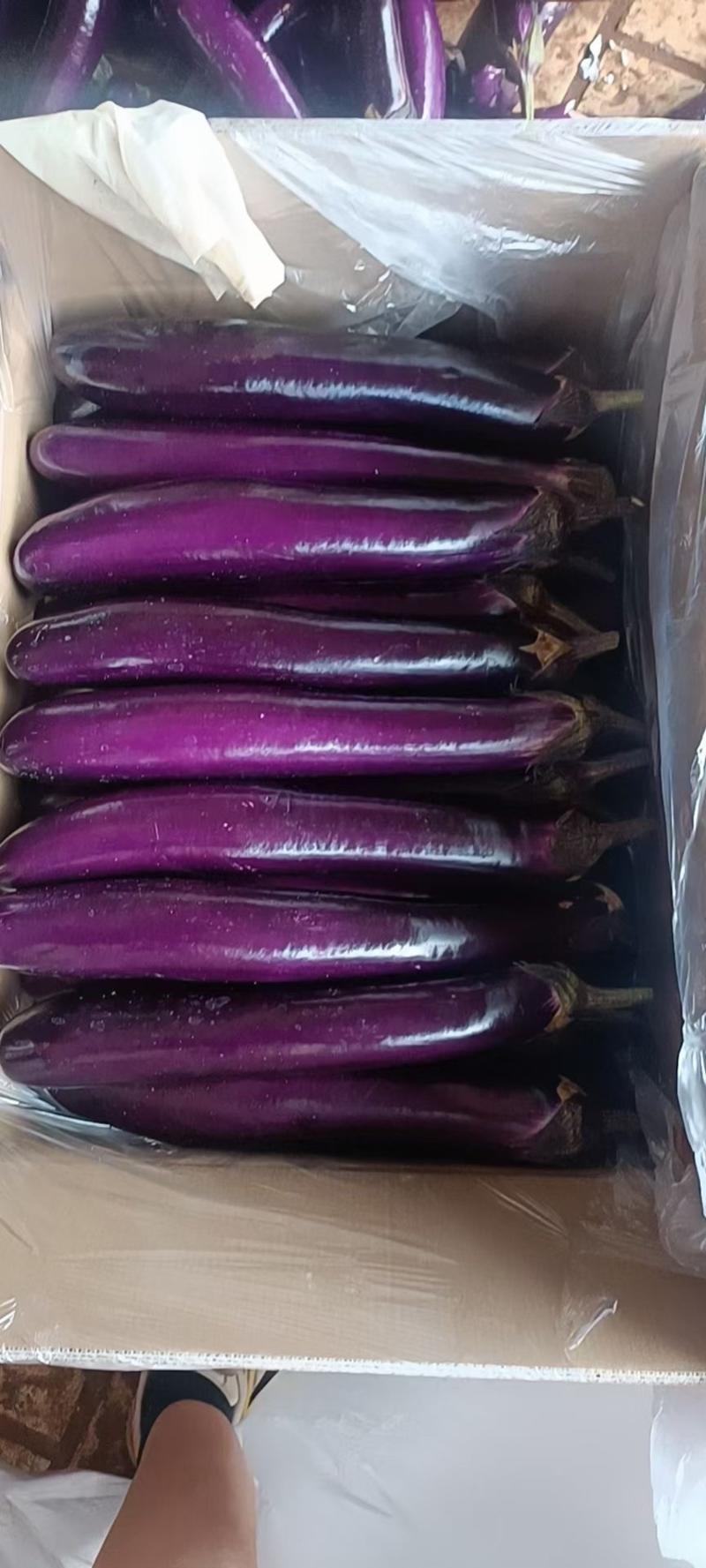 【精选长茄】广东湛江徐闻，紫长茄子，质量保证，颜色鲜艳，