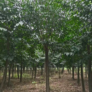 杜仲树，杜仲苗，基地量大