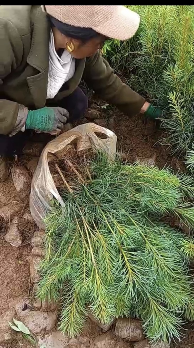华山松营养袋苗出售，量大从优！