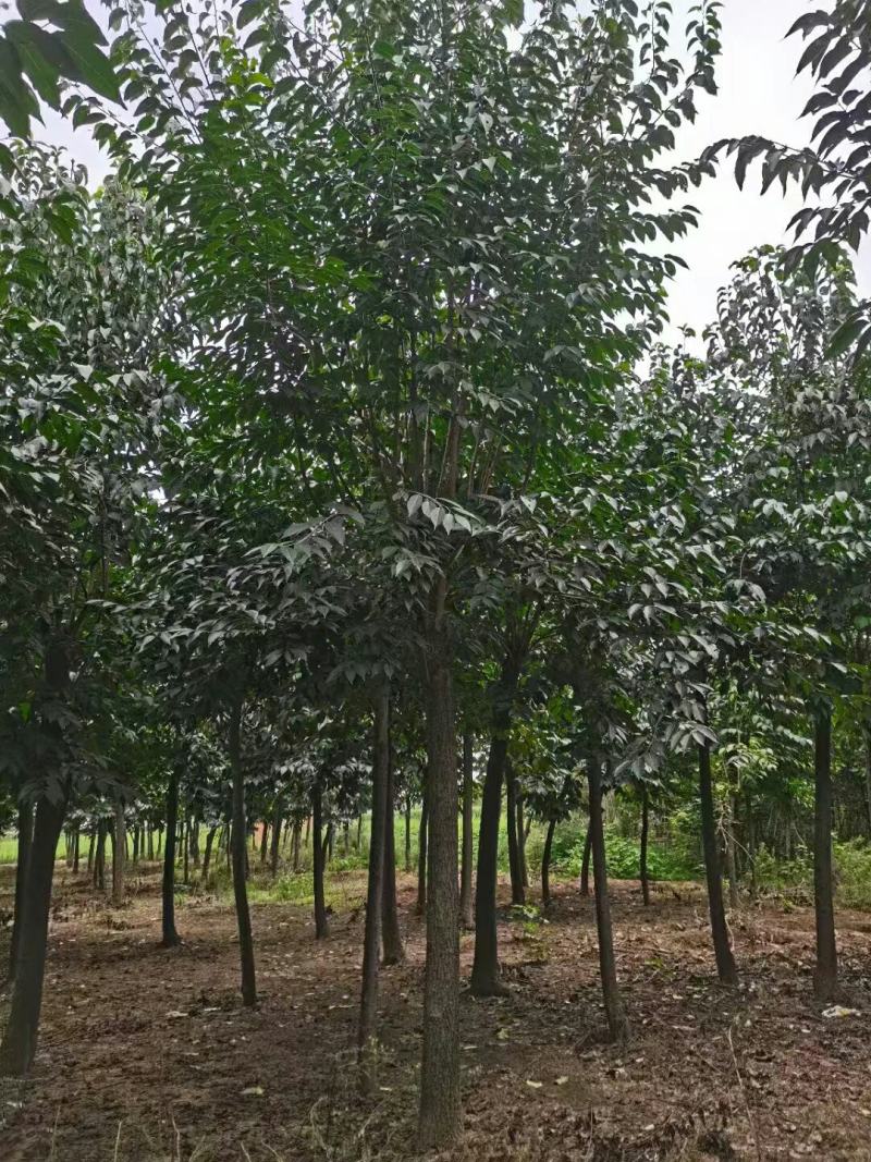 杜仲树，杜仲苗，基地量大