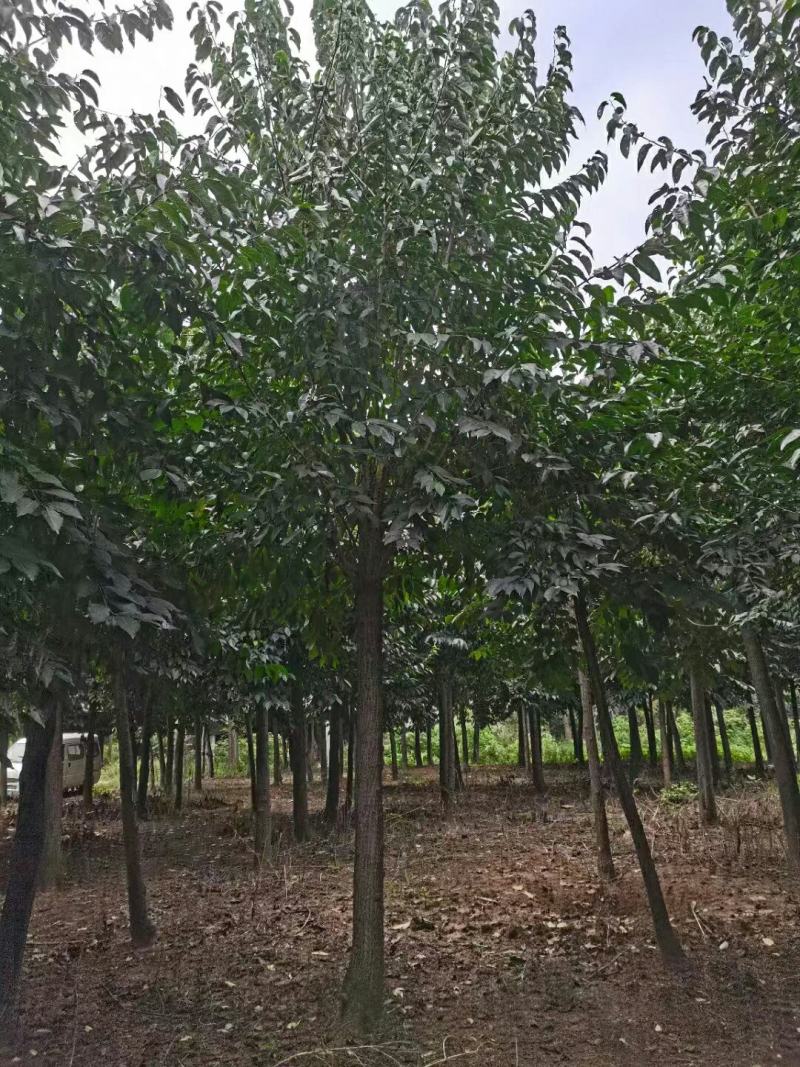 杜仲树，杜仲苗，基地量大