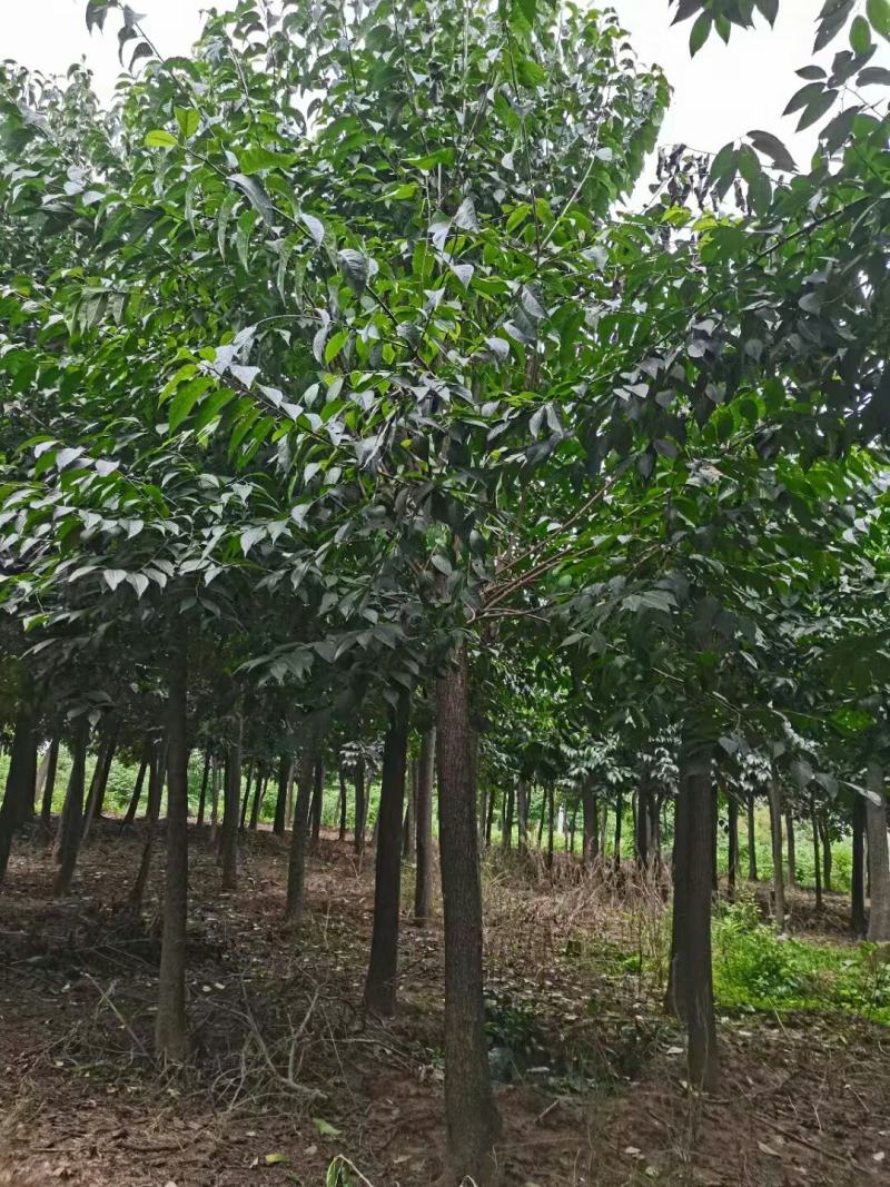 杜仲树，杜仲苗，基地量大