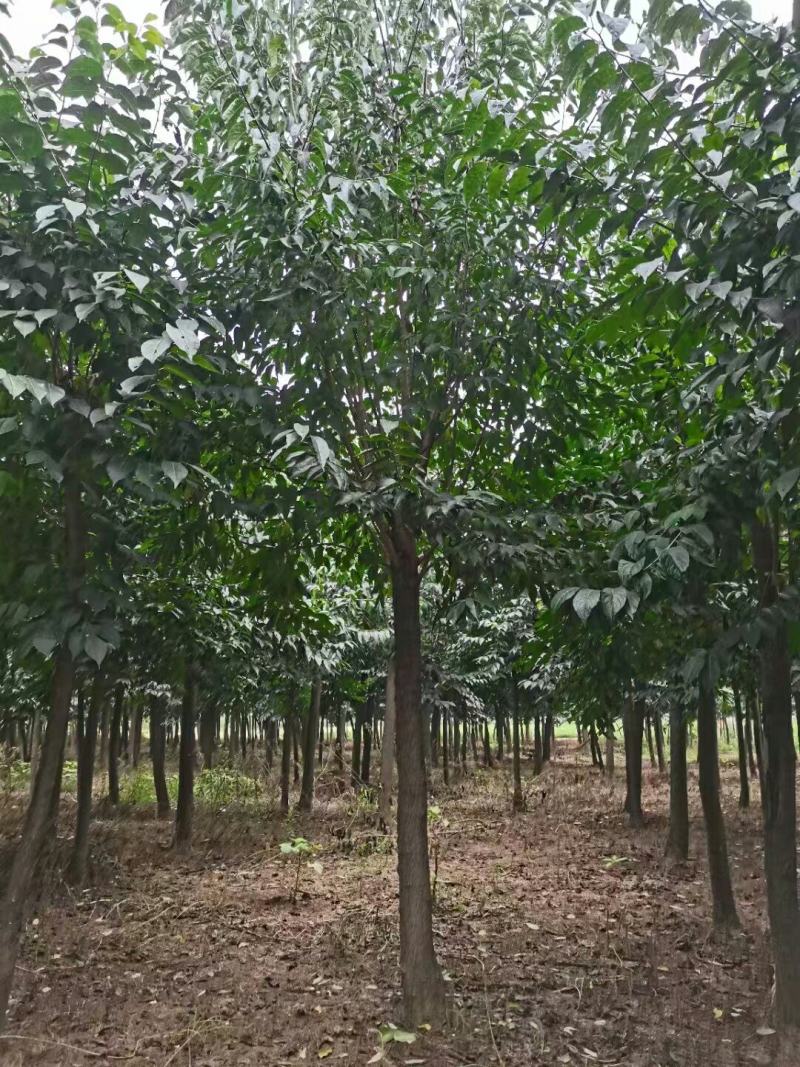 杜仲树，杜仲苗，基地量大