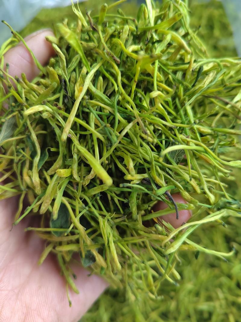 金银花