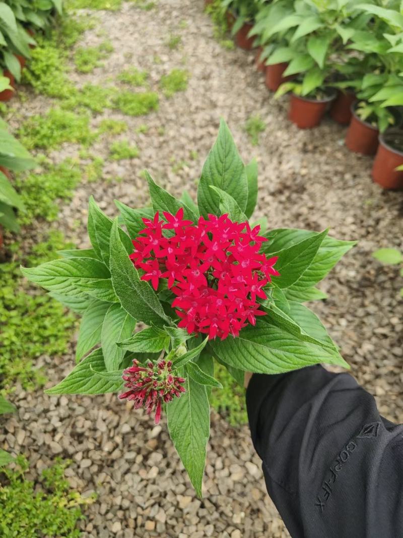 繁星花多种颜色混色发货