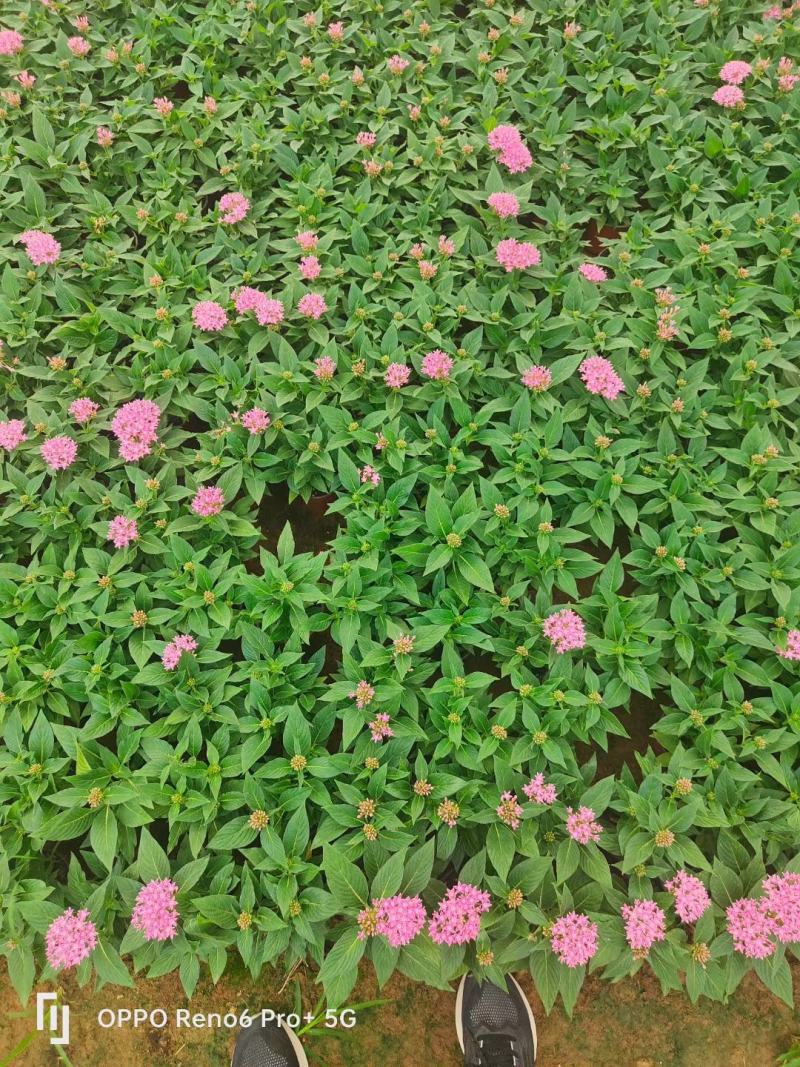 繁星花多种颜色混色发货
