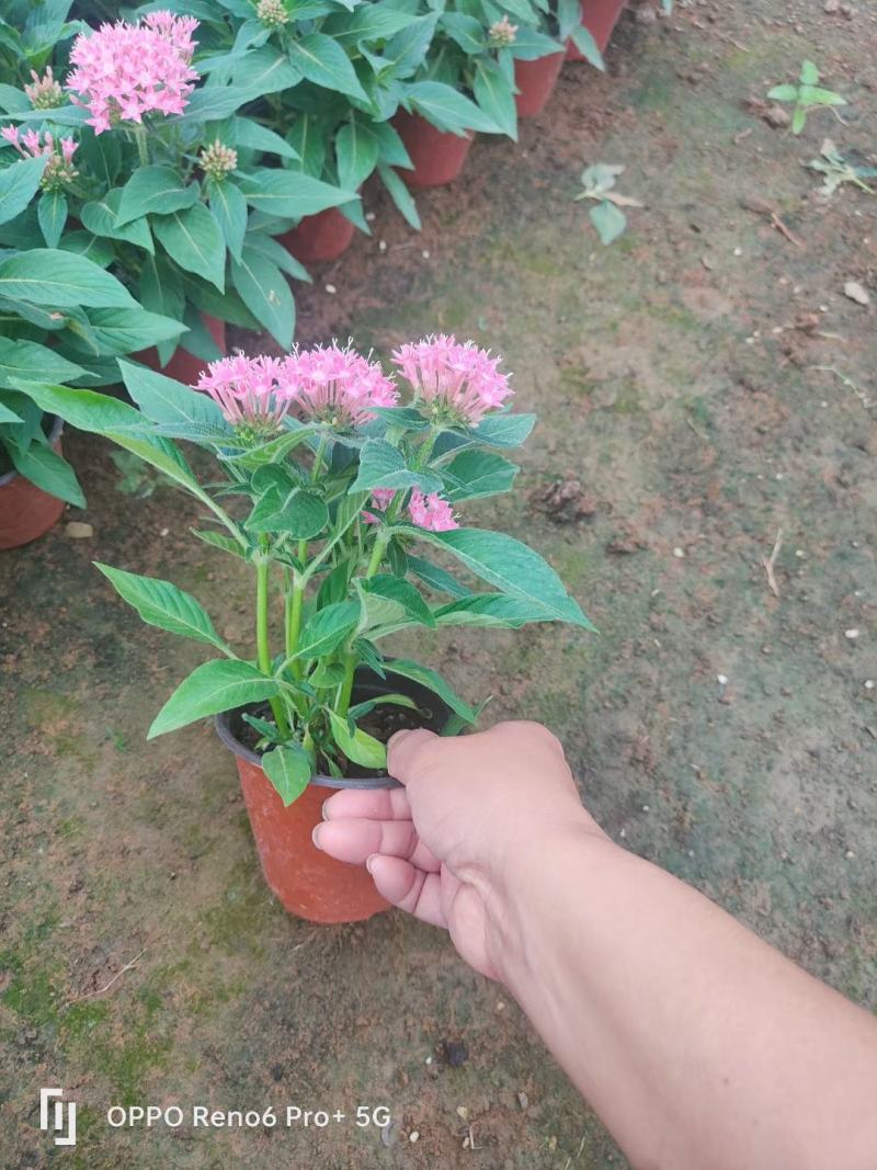 繁星花多种颜色混色发货