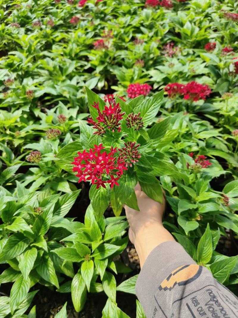 繁星花多种颜色混色发货