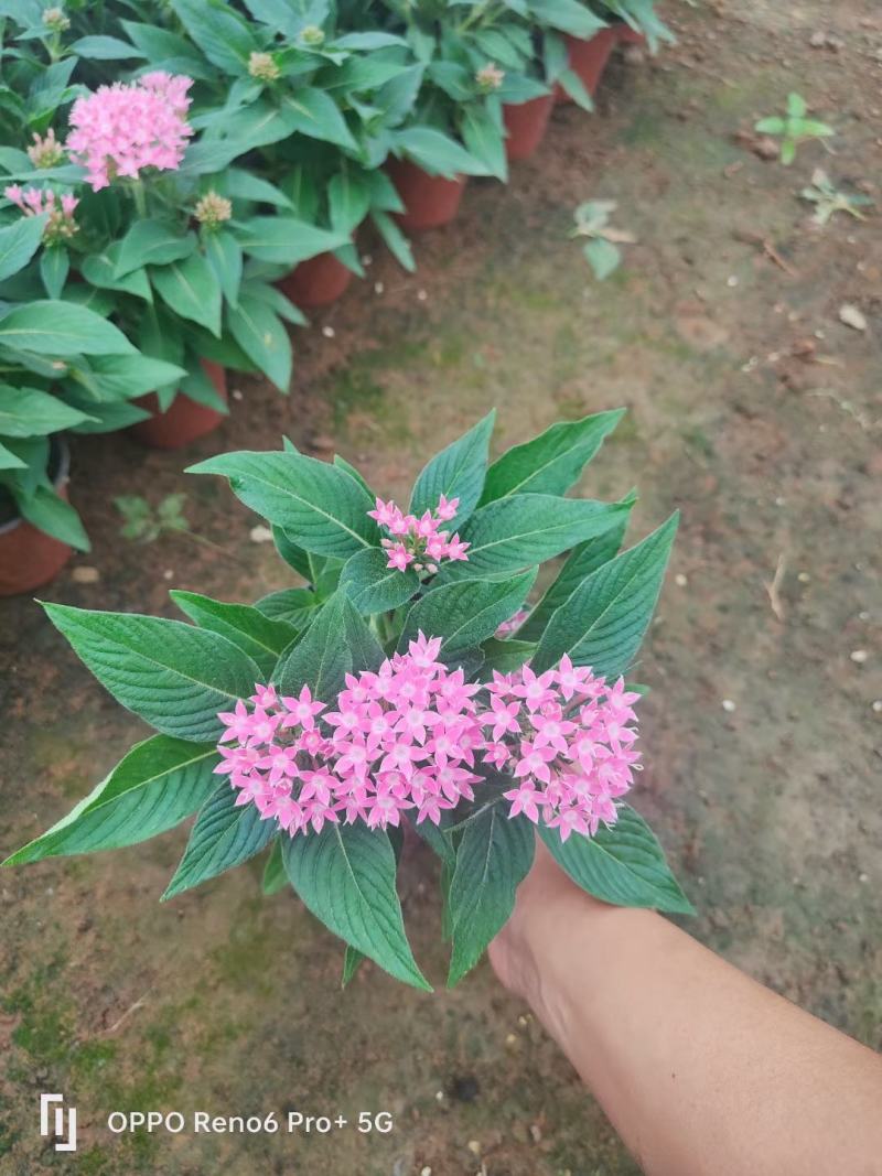 繁星花多种颜色混色发货