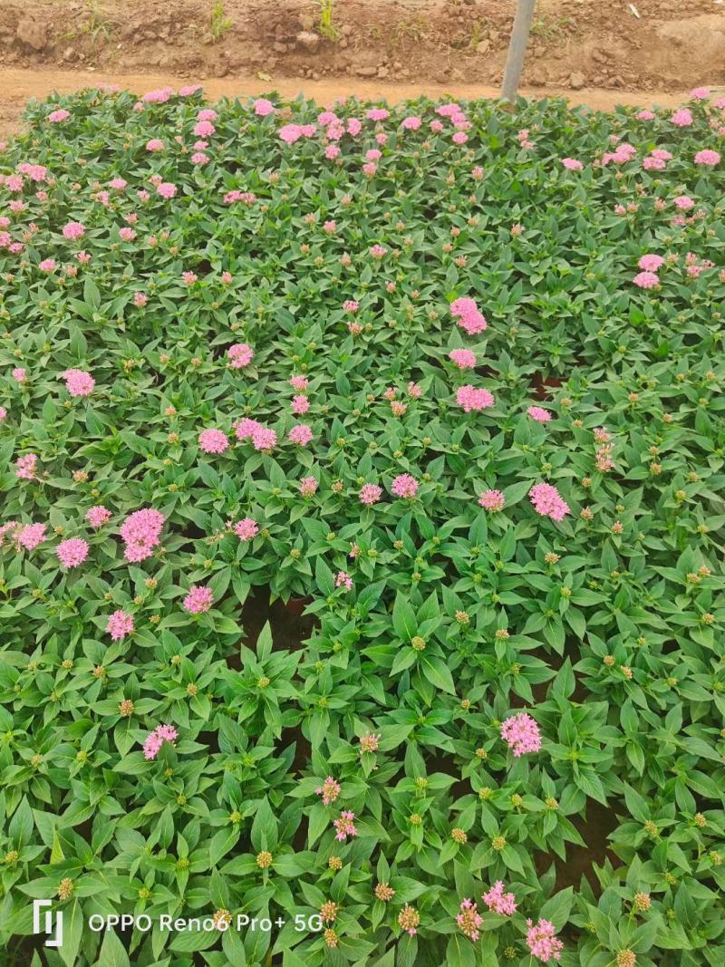 繁星花多种颜色混色发货