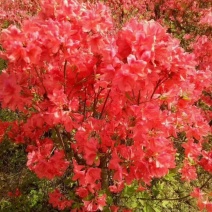 杜鹃树，杜鹃花，基地量大，河南南阳。