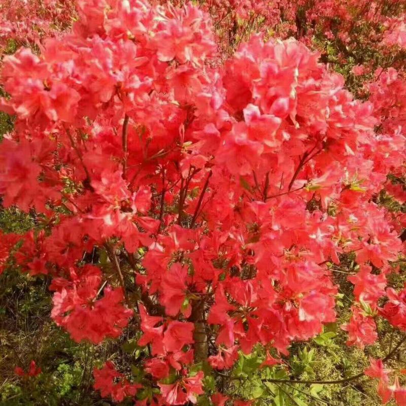 杜鹃树，杜鹃花，基地量大，河南南阳。