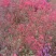 杜鹃树，杜鹃花，基地量大，河南南阳。