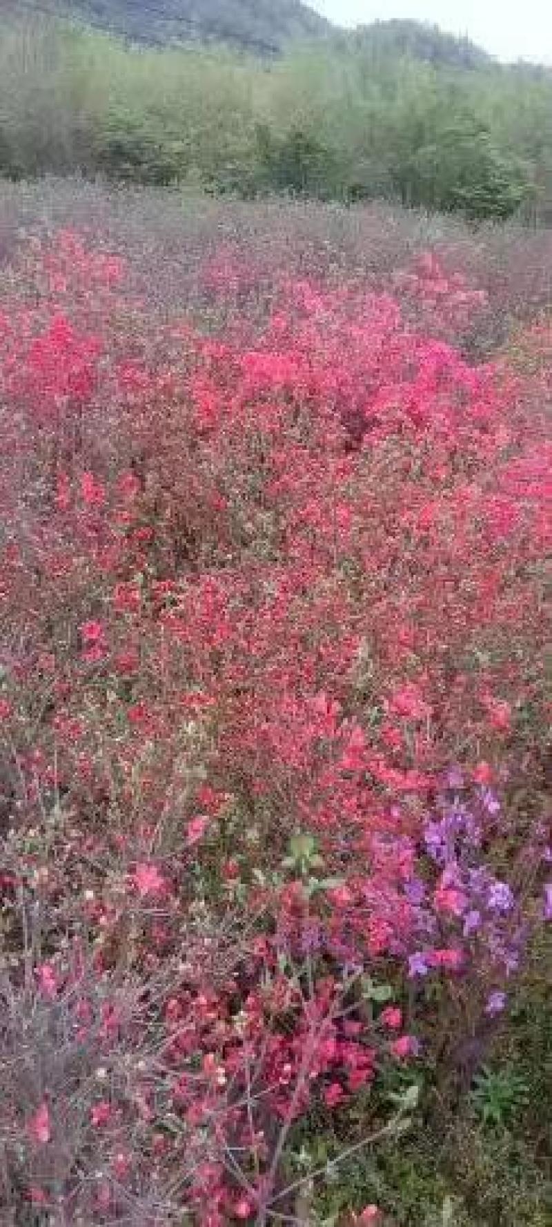 杜鹃树，杜鹃花，基地量大，河南南阳。