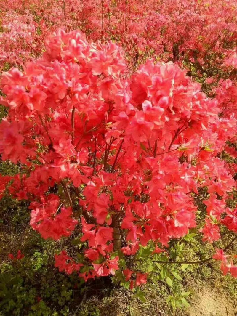 杜鹃树，杜鹃花，基地量大，河南南阳。