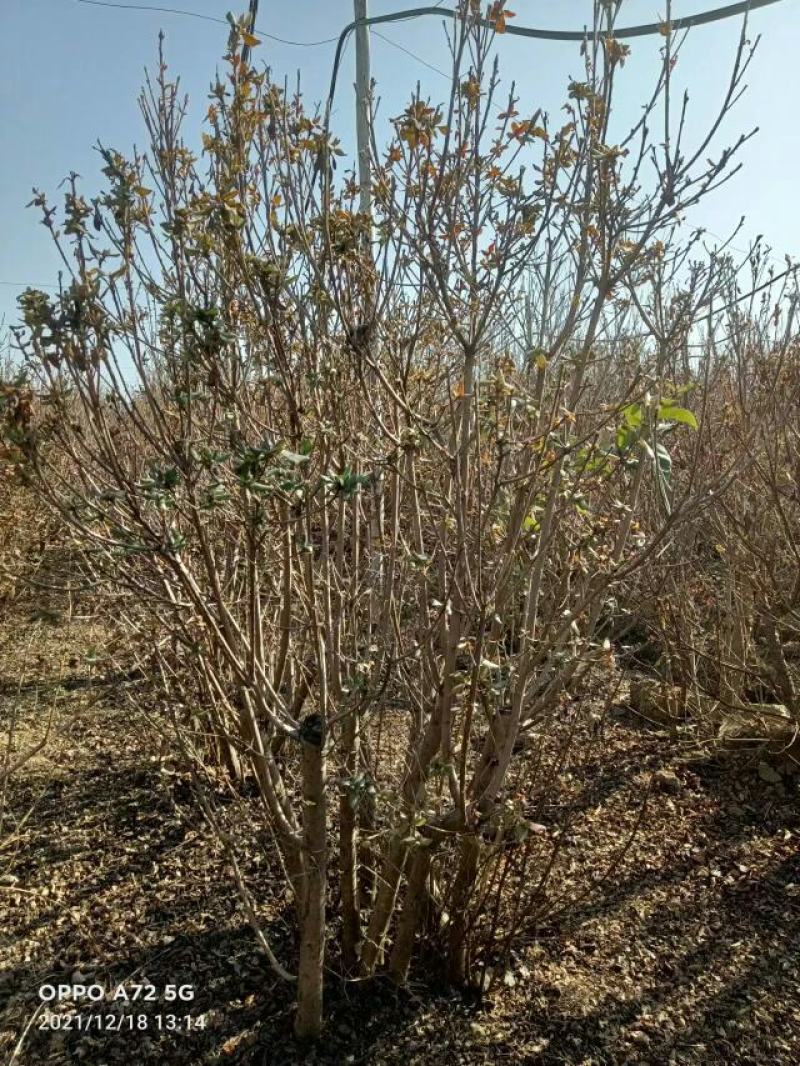 杜鹃树，杜鹃花，基地量大，河南南阳。