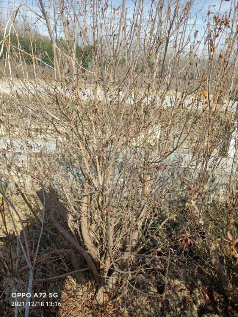 杜鹃树，杜鹃花，基地量大，河南南阳。
