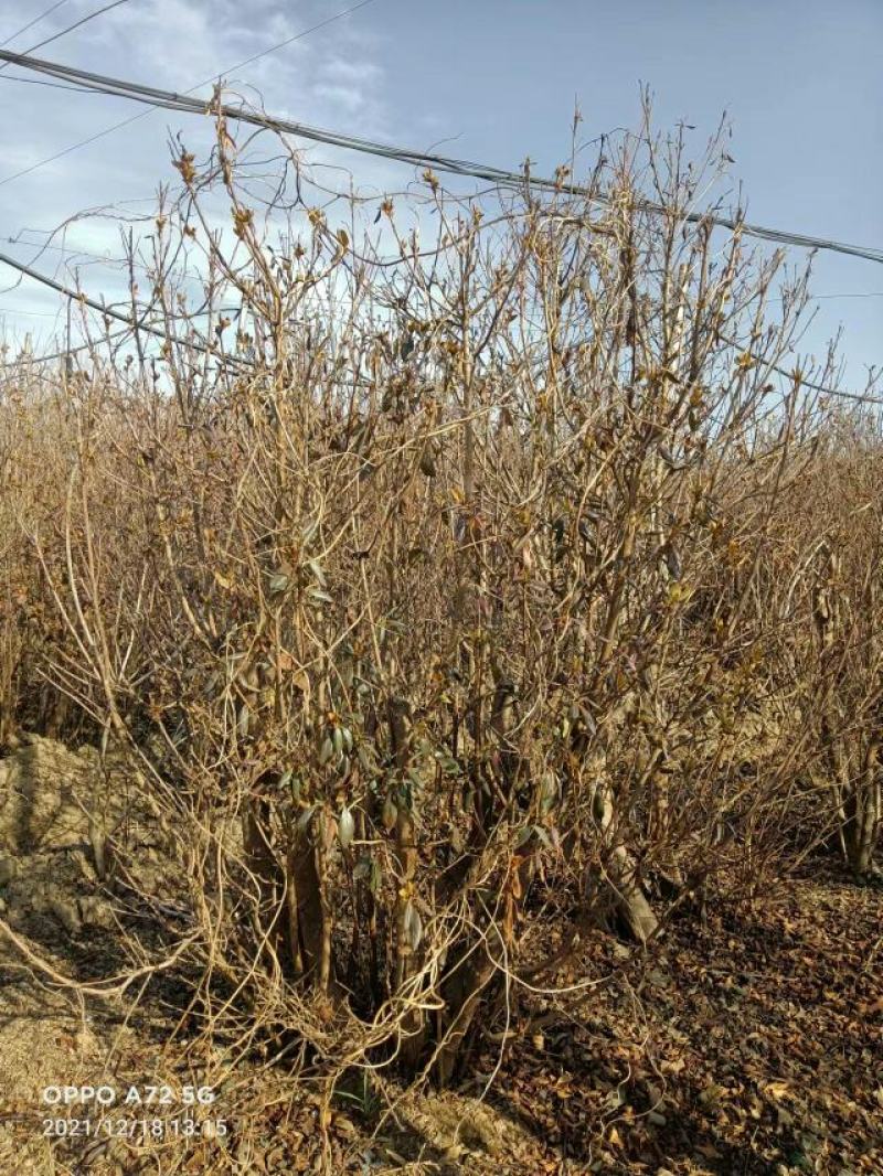 杜鹃树，杜鹃花，基地量大，河南南阳。